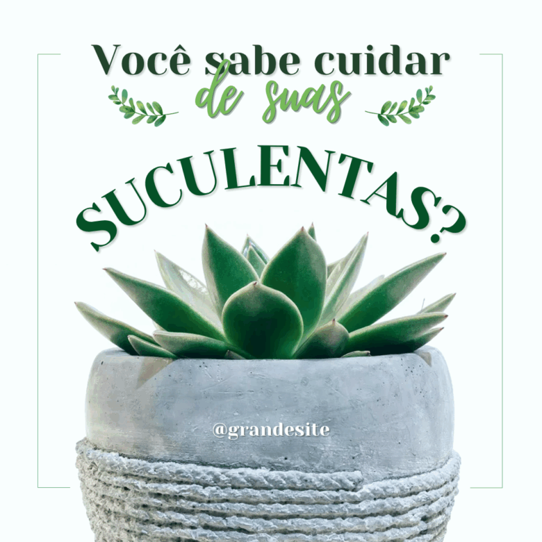 como cuidar de suculentas